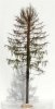 FREON MSU4 Larch - Modrzew suchy wys. 28 cm